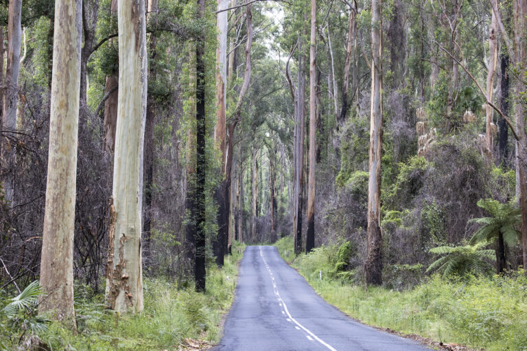 TreeLink are now operating out of the Southern Highlands - Tree Link